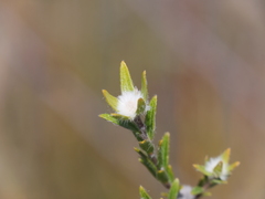 Pimelea longiflora