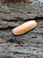 Buzoniinae