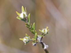 Pimelea longiflora