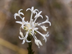 Pimelea longiflora