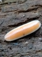 Buzoniinae