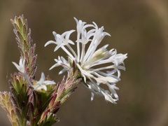 Pimelea longiflora