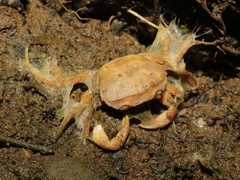 Parathelphusa convexa