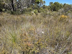 Pimelea longiflora