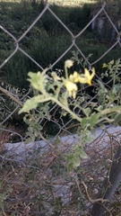 Solanum lycopersicum cerasiforme