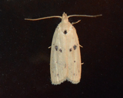 Scythropiodes issikii