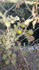 Solanum lycopersicum cerasiforme