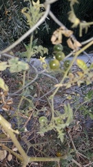 Solanum lycopersicum cerasiforme