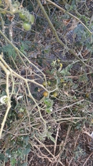 Solanum lycopersicum cerasiforme