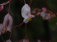 Begonia manicata