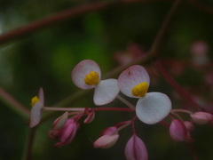 Begonia manicata