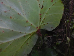 Begonia manicata