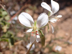 Pelargonium worcesterae
