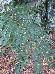 Peltophorum