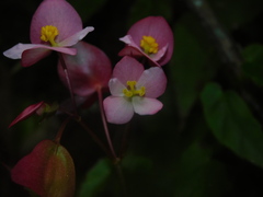 Begonia incarnata