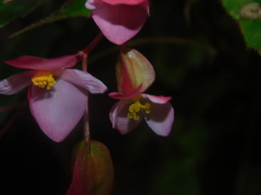 Begonia incarnata