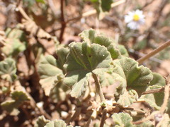 Pelargonium worcesterae