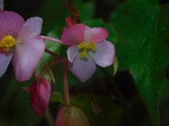 Begonia incarnata