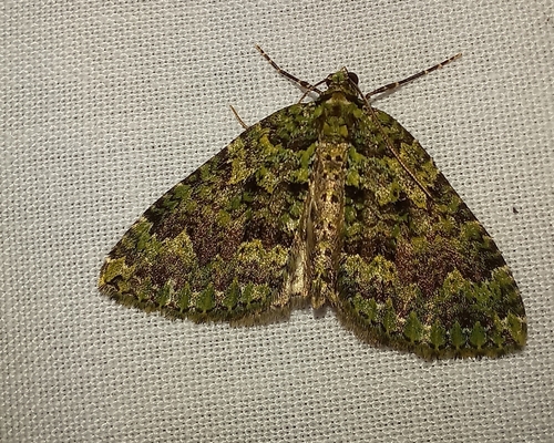 Green Coprosma Carpet