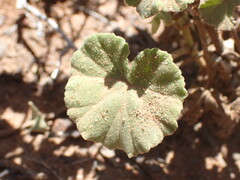 Pelargonium worcesterae