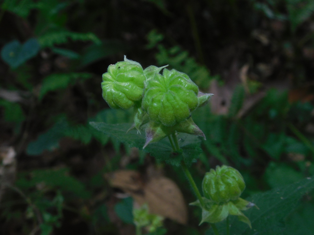 Hochreutinera amplexifolia