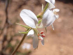 Pelargonium worcesterae