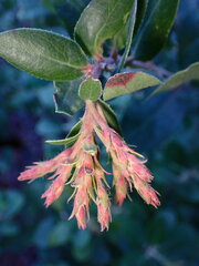 Arctostaphylos crustacea