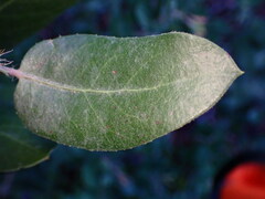 Arctostaphylos crustacea
