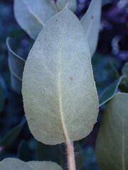 Arctostaphylos crustacea