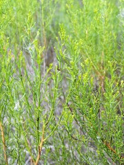 Xylothamia diffusa