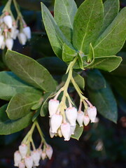 Arctostaphylos andersonii