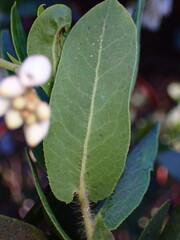Arctostaphylos andersonii