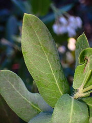 Arctostaphylos andersonii