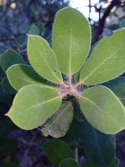 Arctostaphylos crustacea