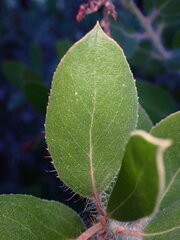 Arctostaphylos crustacea