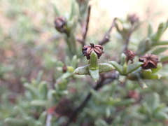 Ruschia uitenhagensis
