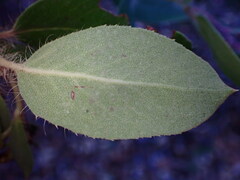 Arctostaphylos crustacea
