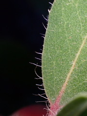 Arctostaphylos crustacea