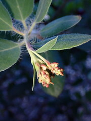 Arctostaphylos crustacea