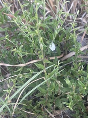 Seddera suffruticosa