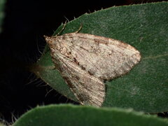 Hydriomena nubilofasciata