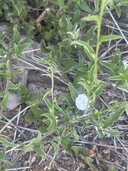 Seddera suffruticosa