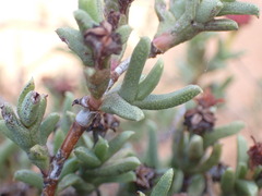 Ruschia uitenhagensis