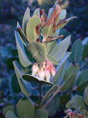 Arctostaphylos canescens