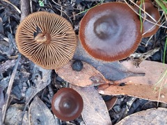 Dermocybe