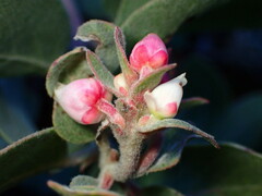 Arctostaphylos canescens
