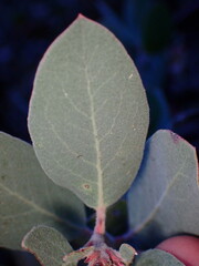 Arctostaphylos canescens