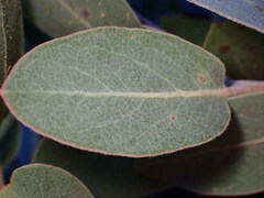 Arctostaphylos canescens