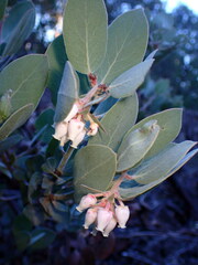 Arctostaphylos canescens