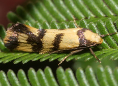Olbonoma triptycha